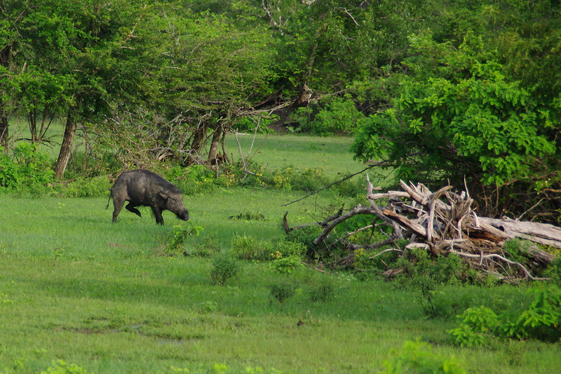 Sri Lanka, Yala National Park